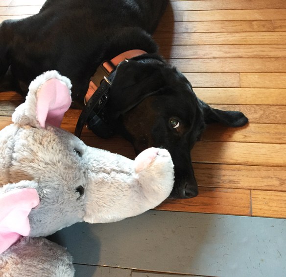 Izzy and her elephant