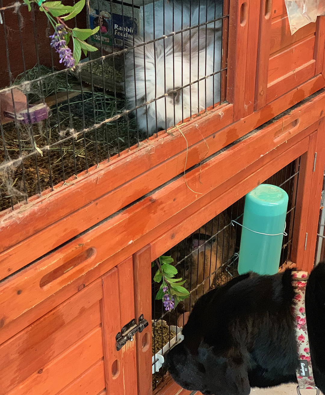 Coco and Izzy with mint